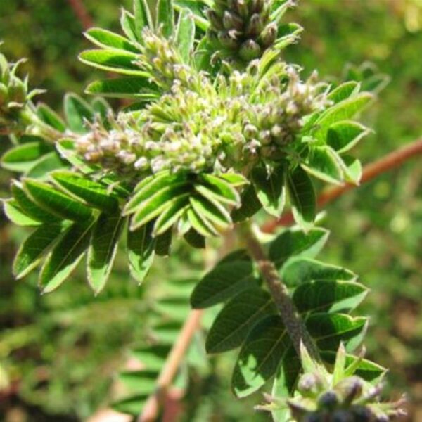 Astragalus membranaceus (Astragalus propinquus) - Erva da Longevidade, Astrágalo, Huang chi, Chinese milk-vetch - Image 3