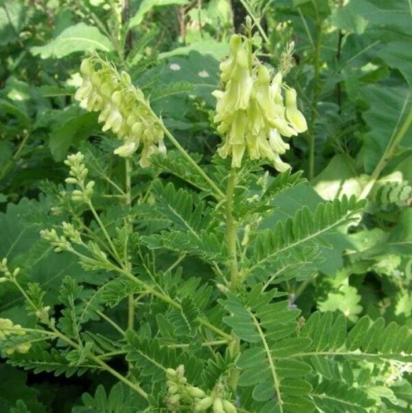 Astragalus membranaceus (Astragalus propinquus) - Erva da Longevidade, Astrágalo, Huang chi, Chinese milk-vetch - Image 4