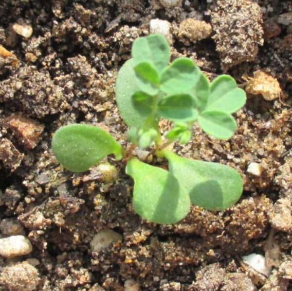Astragalus membranaceus (Astragalus propinquus) - Erva da Longevidade, Astrágalo, Huang chi, Chinese milk-vetch - Image 6