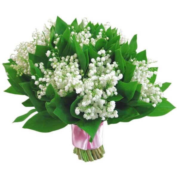 Convallaria majalis - Lirio do Vale, Muguet, Lírio de Maio, Lily of the Valley - Image 14