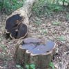 Dalbergia melanoxylon - Ébano Negro, Ebony Africano, Mpingo, African Blackwood, Árvore da Música