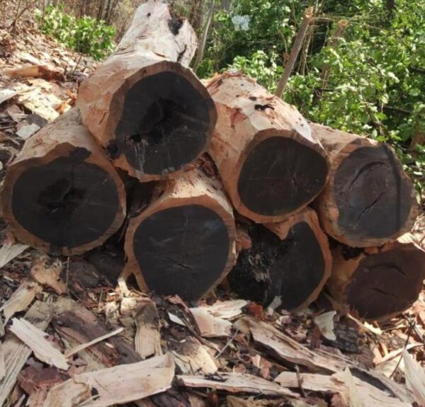 Dalbergia melanoxylon - Ébano Negro, Ebony Africano, Mpingo, African Blackwood, Árvore da Música - Image 2