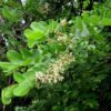 Dalbergia melanoxylon - Ébano Negro, Ebony Africano, Mpingo, African Blackwood, Árvore da Música - Image 5