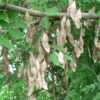 Dalbergia melanoxylon - Ébano Negro, Ebony Africano, Mpingo, African Blackwood, Árvore da Música - Image 6