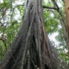 Dalbergia melanoxylon - Ébano Negro, Ebony Africano, Mpingo, African Blackwood, Árvore da Música - Image 8