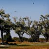 Dalbergia melanoxylon - Ébano Negro, Ebony Africano, Mpingo, African Blackwood, Árvore da Música - Image 9