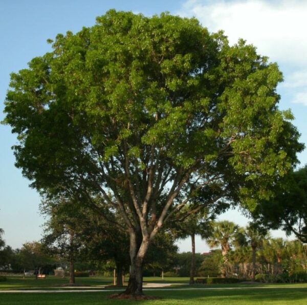 Dalbergia sissoo - Jacarandá Indiano, Árvore Sheesham, Indian Rosewood, Pau-Rosa do Norte da Índia