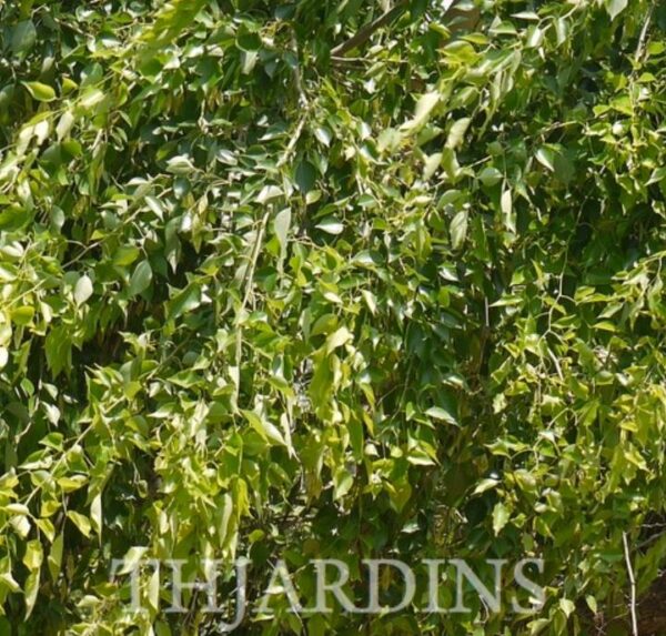 Dalbergia sissoo - Jacarandá Indiano, Árvore Sheesham, Indian Rosewood, Pau-Rosa do Norte da Índia - Image 2