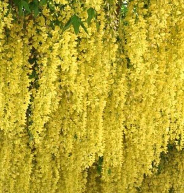 Laburnum watereri Vossii - Wisteria Dourada, Chuva Dourada, Wisteria de Ouro, Voss's Laburnum - Image 2