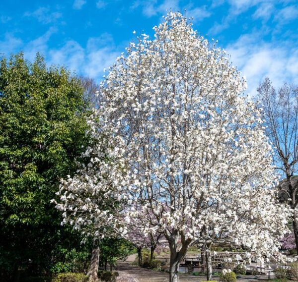 Magnolia kobus 'Borealis' - Magnolia Boreal, Magnolia Japonesa, Magnolia Kobushi, Magnolia Borealis - Image 4