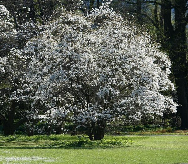 Magnolia kobus 'Borealis' - Magnolia Boreal, Magnolia Japonesa, Magnolia Kobushi, Magnolia Borealis - Image 6