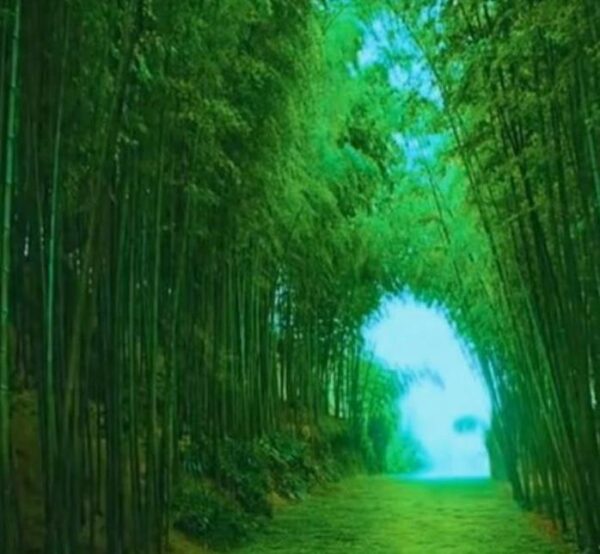 Phyllostachys pubescens (Phyllostachys edulis) - Bambu Mossô, Bambu Gigante Mossô - Image 5