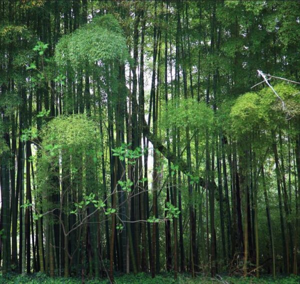 Phyllostachys pubescens (Phyllostachys edulis) - Bambu Mossô, Bambu Gigante Mossô - Image 7