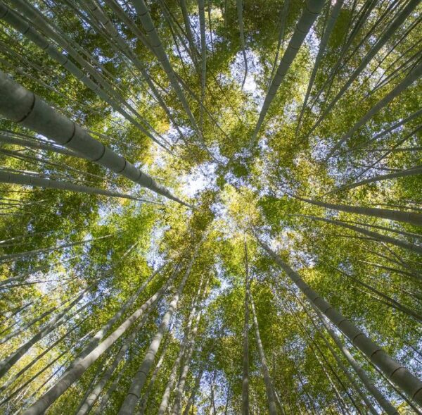 Phyllostachys pubescens (Phyllostachys edulis) - Bambu Mossô, Bambu Gigante Mossô - Image 8