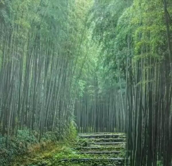 Phyllostachys pubescens (Phyllostachys edulis) - Bambu Mossô, Bambu Gigante Mossô - Image 9