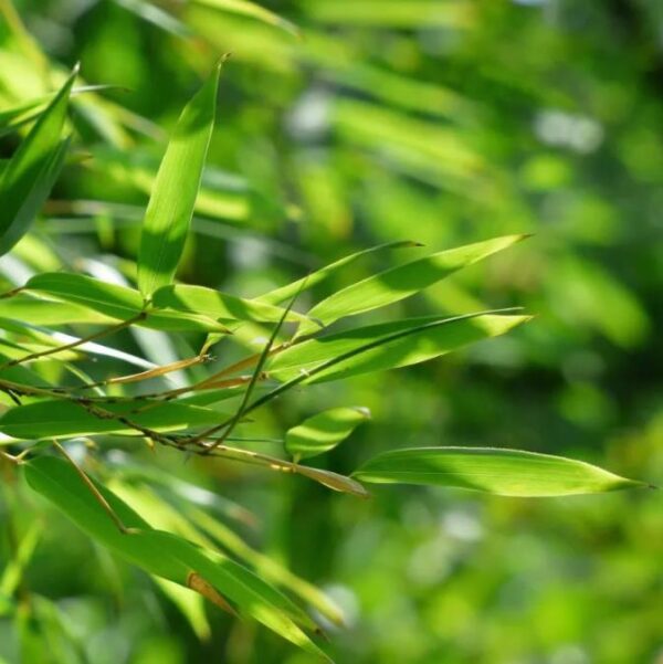 Phyllostachys pubescens (Phyllostachys edulis) - Bambu Mossô, Bambu Gigante Mossô - Image 14