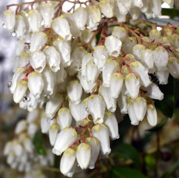 Pieris japonica - Lirio do Vale Japonês, Andrômeda Japonês, Arbusto de Pérolas - Image 6