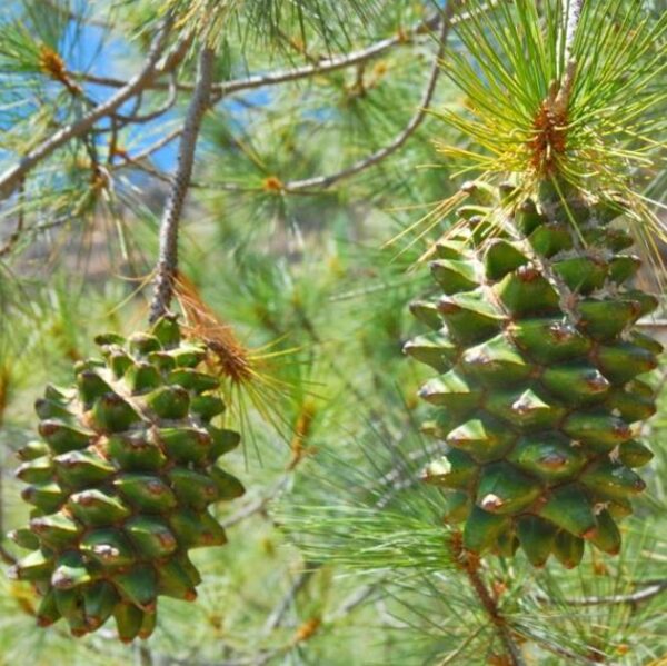 Pinus maximartinezii - Pinhão Martinez, Maxi-Pinhão, Pinhão Real, Pinheiro Zacatecas - Image 2