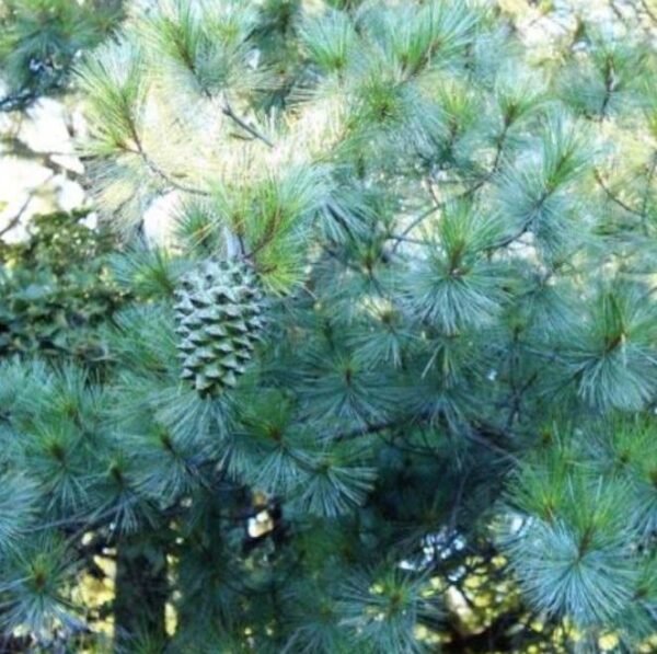 Pinus maximartinezii - Pinhão Martinez, Maxi-Pinhão, Pinhão Real, Pinheiro Zacatecas - Image 4
