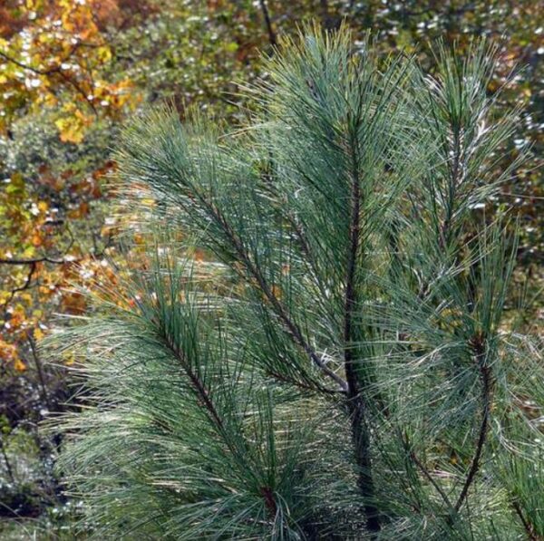 Pinus maximartinezii - Pinhão Martinez, Maxi-Pinhão, Pinhão Real, Pinheiro Zacatecas - Image 6