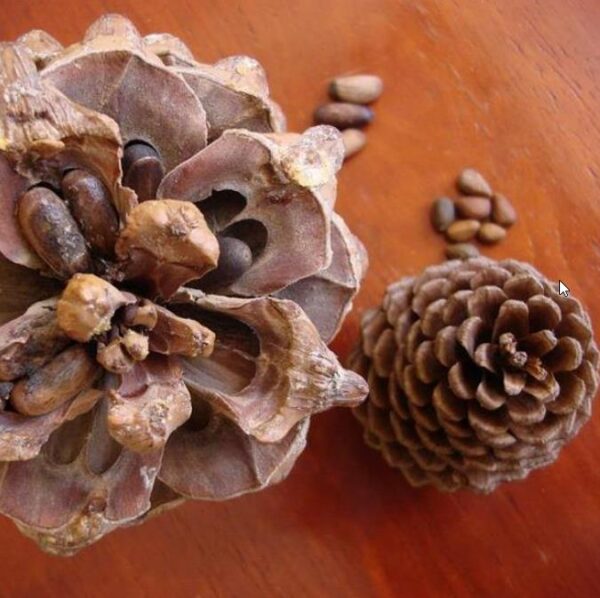 Pinus maximartinezii - Pinhão Martinez, Maxi-Pinhão, Pinhão Real, Pinheiro Zacatecas - Image 8