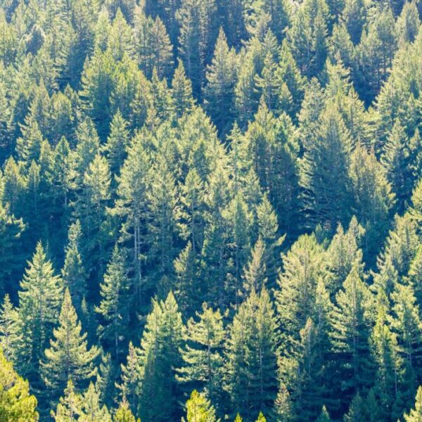 Pseudotsuga menziesii var. menziesii  - Coast Douglas Fir, Douglas Fir, Abeto Douglas da Costa, Pinheiro do Oregon - Image 2