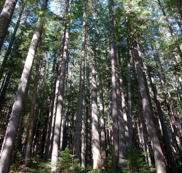 Pseudotsuga menziesii var. menziesii  - Coast Douglas Fir, Douglas Fir, Abeto Douglas da Costa, Pinheiro do Oregon - Image 4