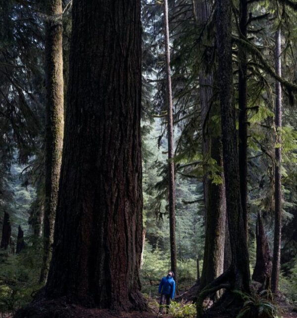 Pseudotsuga menziesii var. menziesii  - Coast Douglas Fir, Douglas Fir, Abeto Douglas da Costa, Pinheiro do Oregon - Image 5