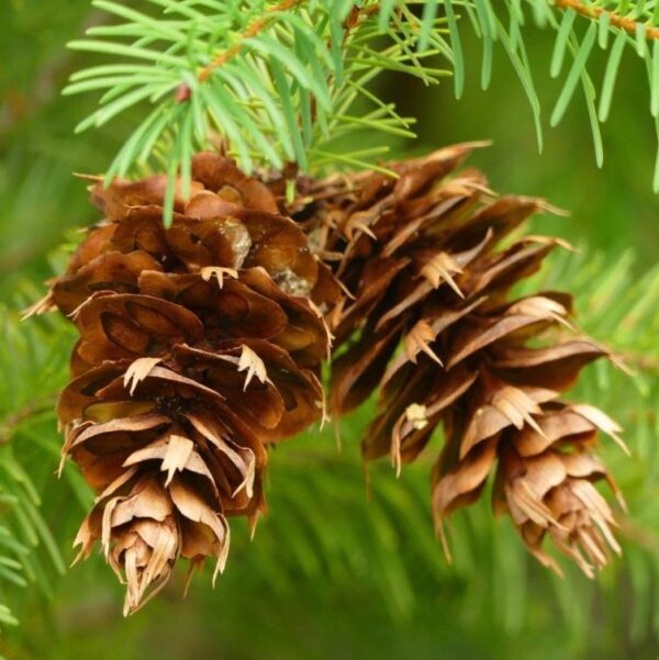 Pseudotsuga menziesii var. menziesii  - Coast Douglas Fir, Douglas Fir, Abeto Douglas da Costa, Pinheiro do Oregon - Image 8