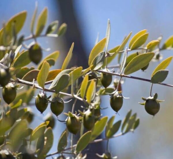 Simmondsia chinensis - Jojoba - Image 2