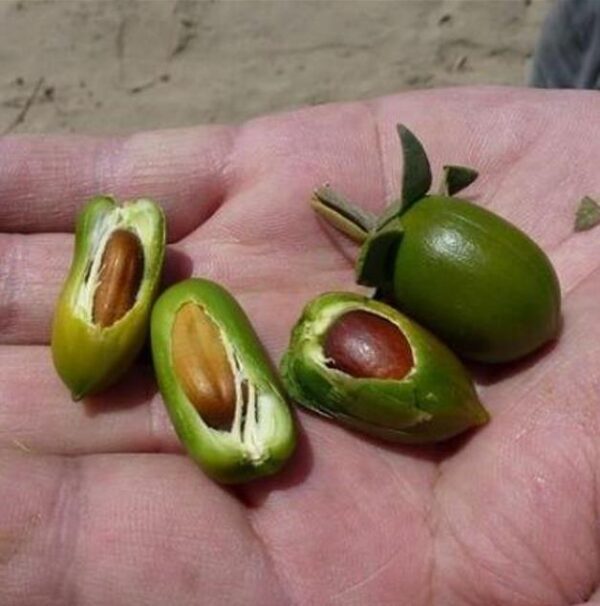 Simmondsia chinensis - Jojoba - Image 3