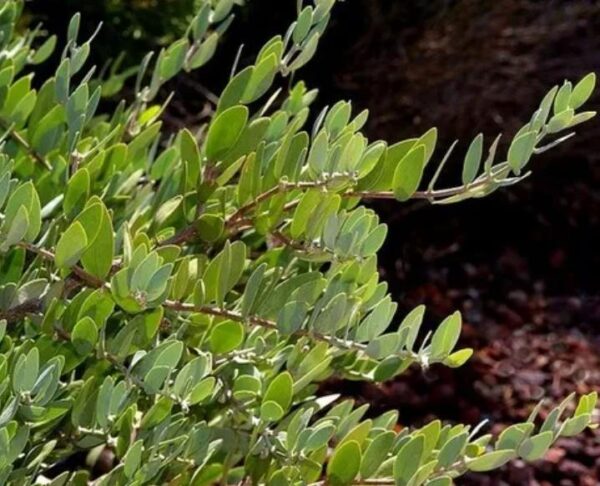 Simmondsia chinensis - Jojoba - Image 4