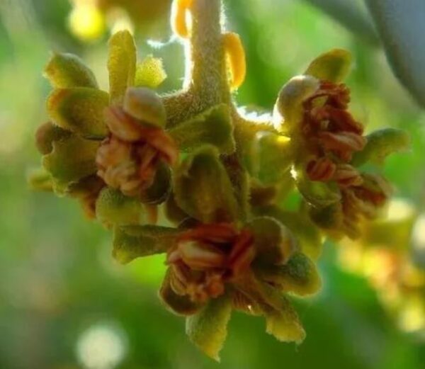 Simmondsia chinensis - Jojoba - Image 5