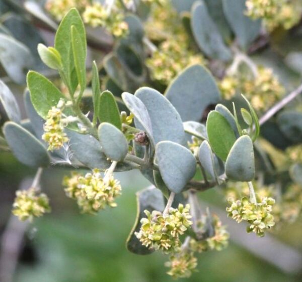 Simmondsia chinensis - Jojoba - Image 6