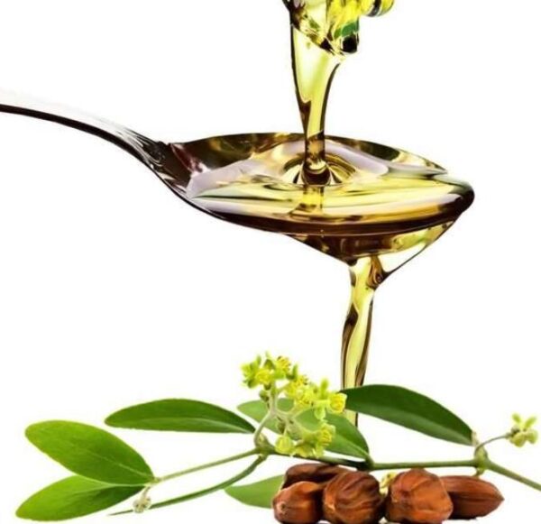 Simmondsia chinensis - Jojoba - Image 7