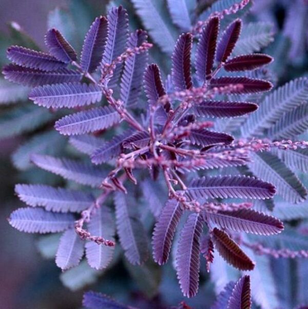 Acacia Baileyana Purpurea - Acacia, Purple Cootamandra Wattle, Purple Leaf Acacia, Acacia Baileyana Purpurea - Image 2