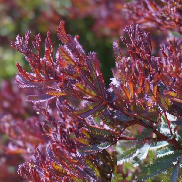 Acacia Baileyana Purpurea - Acacia, Purple Cootamandra Wattle, Purple Leaf Acacia, Acacia Baileyana Purpurea - Image 5
