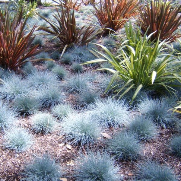Festuca glauca 'Blue Select' - Grama Azul 'Seleção Azul', Blue Fescue Grass, Blue Select Grass - Image 4