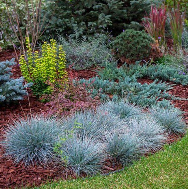 Festuca glauca 'Blue Select' - Grama Azul 'Seleção Azul', Blue Fescue Grass, Blue Select Grass - Image 7