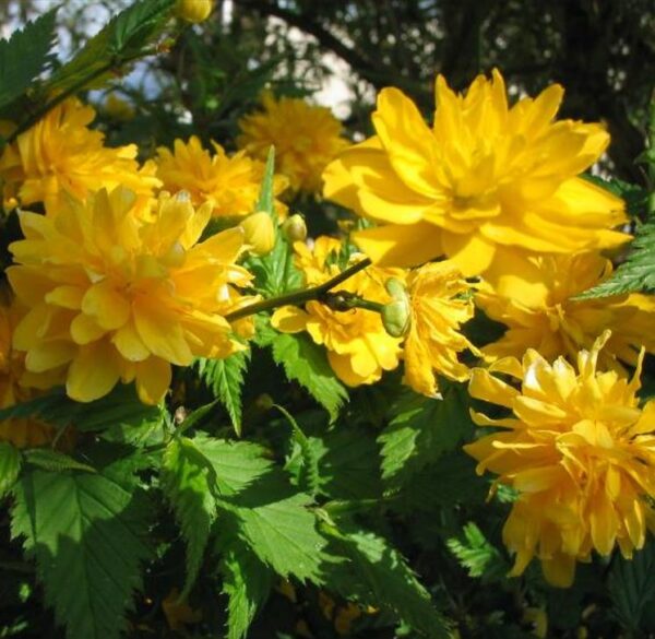 Kerria japonica 'Pleniflora' - Rosa Japonesa Dobrada, Malva de Judeu, Rosa da Páscoa, Botões de Bacharel - Image 2