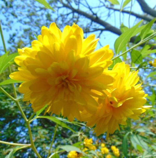 Kerria japonica 'Pleniflora' - Rosa Japonesa Dobrada, Malva de Judeu, Rosa da Páscoa, Botões de Bacharel - Image 3