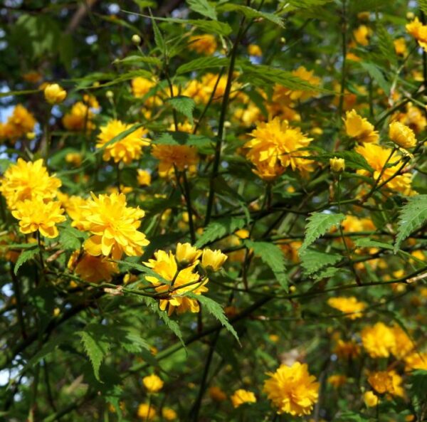 Kerria japonica 'Pleniflora' - Rosa Japonesa Dobrada, Malva de Judeu, Rosa da Páscoa, Botões de Bacharel - Image 4