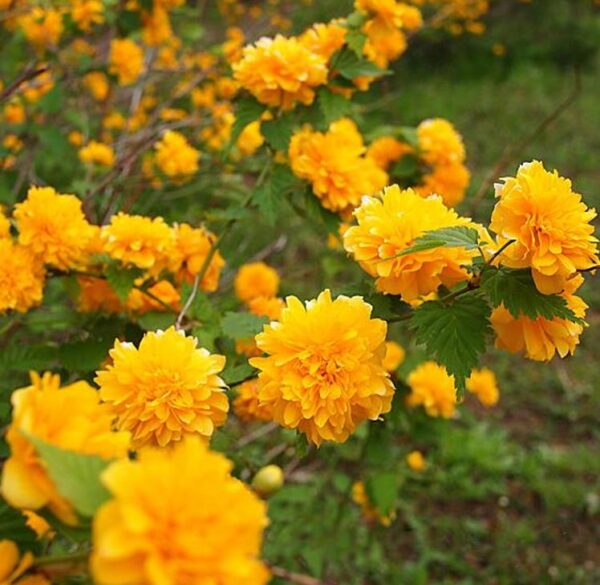 Kerria japonica 'Pleniflora' - Rosa Japonesa Dobrada, Malva de Judeu, Rosa da Páscoa, Botões de Bacharel - Image 6
