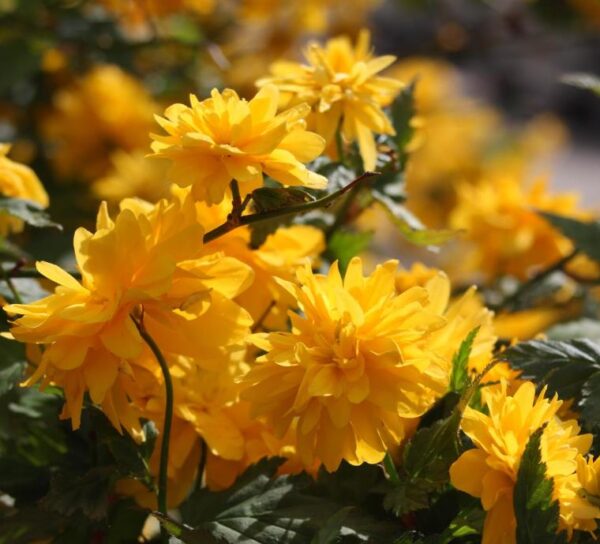 Kerria japonica 'Pleniflora' - Rosa Japonesa Dobrada, Malva de Judeu, Rosa da Páscoa, Botões de Bacharel - Image 7
