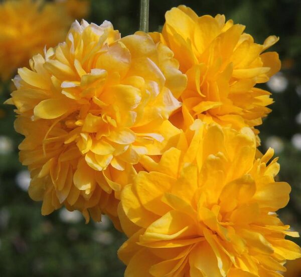 Kerria japonica 'Pleniflora' - Rosa Japonesa Dobrada, Malva de Judeu, Rosa da Páscoa, Botões de Bacharel - Image 8