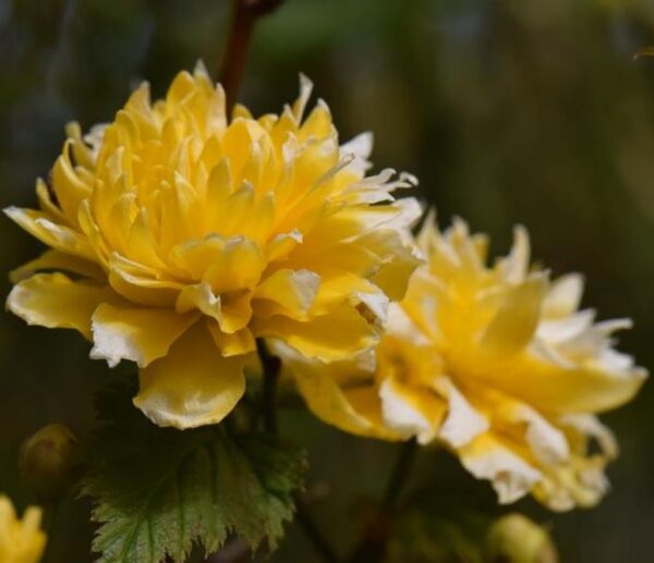 Kerria japonica 'Pleniflora' - Rosa Japonesa Dobrada, Malva de Judeu, Rosa da Páscoa, Botões de Bacharel - Image 9