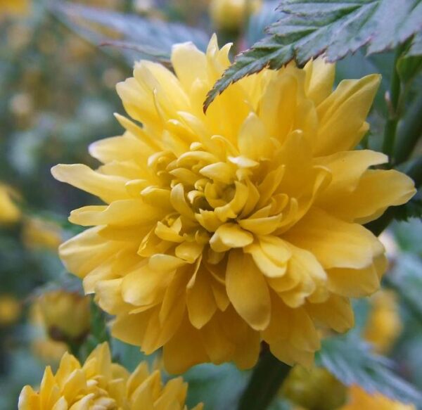 Kerria japonica 'Pleniflora' - Rosa Japonesa Dobrada, Malva de Judeu, Rosa da Páscoa, Botões de Bacharel - Image 10