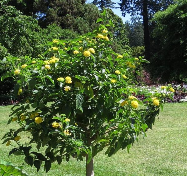 Kerria japonica 'Pleniflora' - Rosa Japonesa Dobrada, Malva de Judeu, Rosa da Páscoa, Botões de Bacharel - Image 11