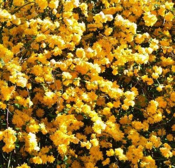 Kerria japonica 'Pleniflora' - Rosa Japonesa Dobrada, Malva de Judeu, Rosa da Páscoa, Botões de Bacharel - Image 12