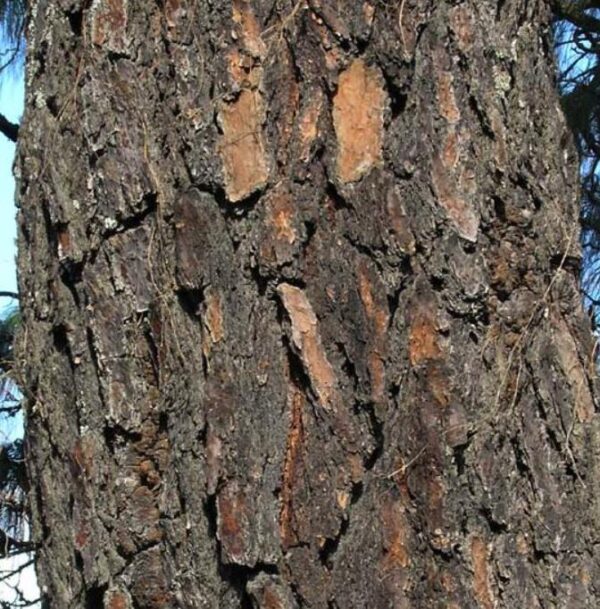 Pinus maximinoi (Pinus tenuifolia) - Pinheiro Maximinoi, Pinheiro de ponta fina, Pinabete - Image 2